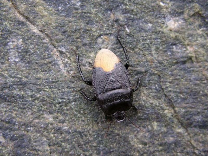 Eterottero Cydnus aterrimus